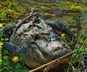 пазл Американского аллигатора, один из крупнейших крокодила в Южной Америке, охраняемых видов в США